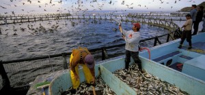 aquaculture-open-ocean