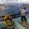 aquaculture-open-ocean